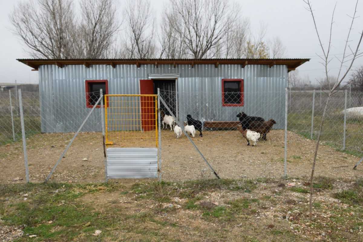 Πτολεμαΐδα: Επιχείρηση Εκτροφείο Θηραμάτων της Χρυσούλας Πεντίδου - Το μοναδικό εκτροφείο στην περιοχή ! (φωτογραφίες) - Eordaialive.com
