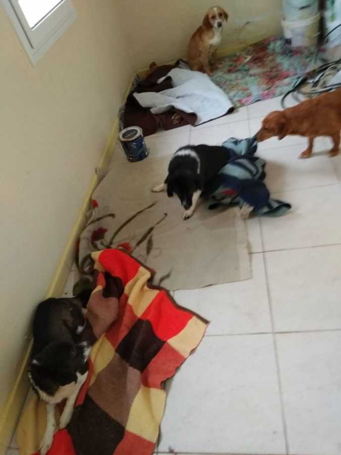 Πτολεμαΐδα : Πραγματοποιήθηκαν 20 δωρεάν Στειρώσεις Αδέσποτων Ζώων, από την Help Animal International | Eordaialive.com Πτολεμαΐδα : Πραγματοποιήθηκαν 20 δωρεάν Στειρώσεις Αδέσποτων Ζώων, από την Help Animal International - Eordaialive.com