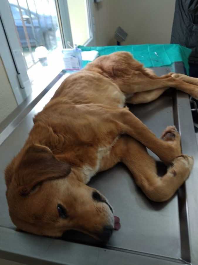 Πτολεμαΐδα : Πραγματοποιήθηκαν 20 δωρεάν Στειρώσεις Αδέσποτων Ζώων, από την Help Animal International | Eordaialive.com Πτολεμαΐδα : Πραγματοποιήθηκαν 20 δωρεάν Στειρώσεις Αδέσποτων Ζώων, από την Help Animal International - Eordaialive.com