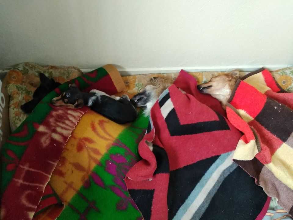 Πτολεμαΐδα : Πραγματοποιήθηκαν 20 δωρεάν Στειρώσεις Αδέσποτων Ζώων, από την Help Animal International | Eordaialive.com Πτολεμαΐδα : Πραγματοποιήθηκαν 20 δωρεάν Στειρώσεις Αδέσποτων Ζώων, από την Help Animal International - Eordaialive.com