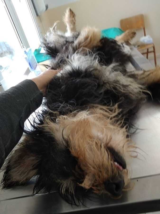 Πτολεμαΐδα : Πραγματοποιήθηκαν 20 δωρεάν Στειρώσεις Αδέσποτων Ζώων, από την Help Animal International | Eordaialive.com Πτολεμαΐδα : Πραγματοποιήθηκαν 20 δωρεάν Στειρώσεις Αδέσποτων Ζώων, από την Help Animal International - Eordaialive.com