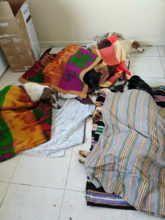 Πτολεμαΐδα : Πραγματοποιήθηκαν 20 δωρεάν Στειρώσεις Αδέσποτων Ζώων, από την Help Animal International | Eordaialive.com Πτολεμαΐδα : Πραγματοποιήθηκαν 20 δωρεάν Στειρώσεις Αδέσποτων Ζώων, από την Help Animal International - Eordaialive.com