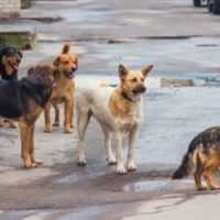 Eordaialive.com - Τα Νέα της Πτολεμαΐδας, Εορδαίας, Κοζάνης Πάνω από 600.000 € ανείσπρακτα πρόστιμα για παραβάσεις με ζώα συντροφιάς