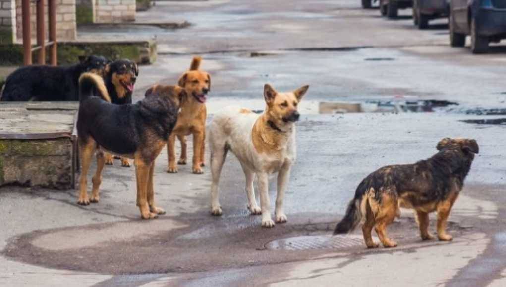 Eordaialive.com - Τα Νέα της Πτολεμαΐδας, Εορδαίας, Κοζάνης Εορδαία: Ασυνείδητοι «σπέρνουν» φόλες στο Μηλοχώρι και θανατώνουν Σκύλους