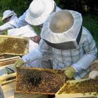 Κέντρο Μελισσοκομίας Δυτικής Μακεδονίας: Αιτήσεις Κατεχόμενων Κυψελών