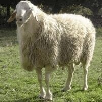 Eordaialive.com - Τα Νέα της Πτολεμαΐδας, Εορδαίας, Κοζάνης Πωλούνται 80 πρόβατα στο Σκλήθρο Φλώρινας