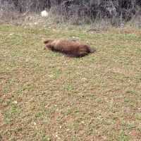 Νεκρό αρκουδάκι εντοπίστηκε στο ύψος της τοποθεσίας «Κλειδί» Αμυνταίου