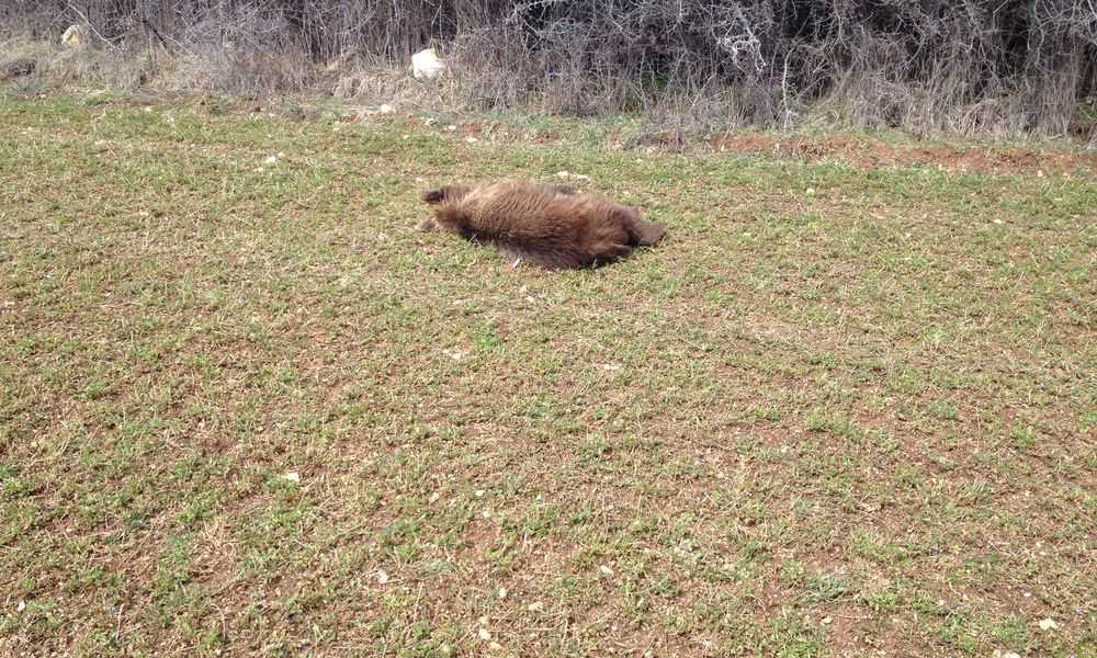 Νεκρό αρκουδάκι εντοπίστηκε στο ύψος της τοποθεσίας «Κλειδί» Αμυνταίου