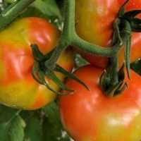 Εμφάνιση του επιβλαβούς οργανισμού Tomato Brown Rugose Fruit Virus –  ToBRFV (Ιός της καστανής ρυτίδωσης των καρπών της τομάτας) στην Ελλάδα