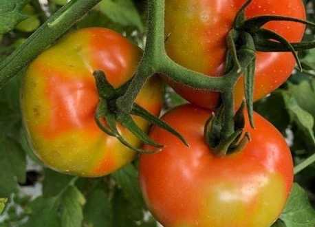 Εμφάνιση του επιβλαβούς οργανισμού Tomato Brown Rugose Fruit Virus –  ToBRFV (Ιός της καστανής ρυτίδωσης των καρπών της τομάτας) στην Ελλάδα