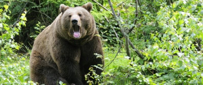 Αρκούδες κόβουν βόλτες στους άδειους λόγω «καραντίνας» δρόμους της Καστοριάς