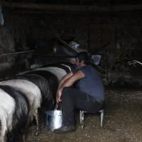 Μέτρα ενίσχυσης των κτηνοτρόφων μετά το Πάσχα θα ανακοινώσει η κυβέρνηση