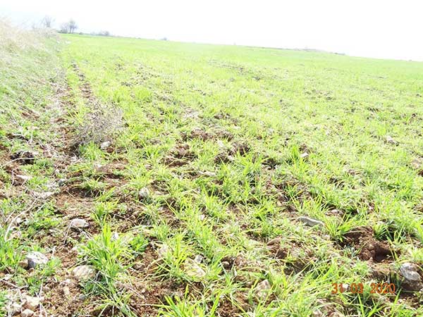 Καταδίωξη άγριων αλόγων στην Ερμακιά | Eordaialive.com Καταδίωξη άγριων αλόγων στην Ερμακιά - Eordaialive.com