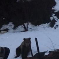 Eordaialive.com - Τα Νέα της Πτολεμαΐδας, Εορδαίας, Κοζάνης Φλώρινα: Αρκούδα μπήκε σε αυλή σπιτιού