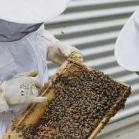 Διαδικασία εγκατάστασης μελισσοκόμων για το 2021 σε προεπιλεγμένες θέσεις σε αποκατεστημένες εκτάσεις του ΛΚΔΜ