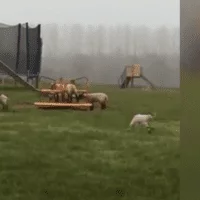 Το viral βίντεο με τα πρόβατα που κάνουν γύρω-γύρω όλοι!