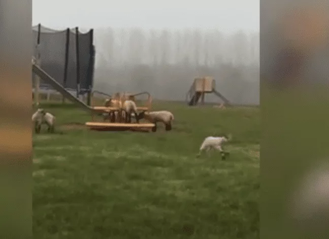 Το viral βίντεο με τα πρόβατα που κάνουν γύρω-γύρω όλοι!