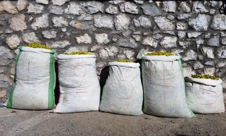 Σύλληψη τεσσάρων αλλοδαπών, σε περιοχή του ορεινού όγκου της Καστοριάς, για παράνομη συλλογή ποσότητας αρωματικού-θεραπευτικού φυτού