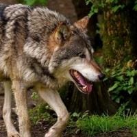 Εορδαία: Λύκοι και Αρκούδες «κόβουν βόλτες» γύρω από το Δροσερό