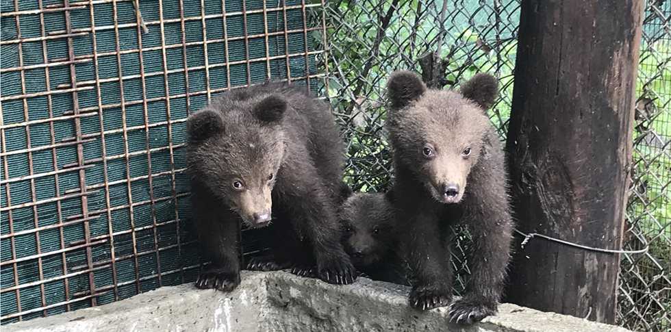 Δυο μικρά αρκουδάκια εντοπίστηκαν στον οικισμό Ομαλής της Δ.Ε. Τσοτυλίου του Δήμου Βοΐου