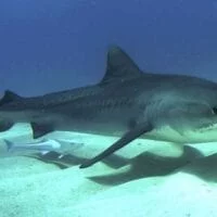 Ψαράς έπιασε μπλε καρχαρία στην Ηλεία