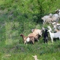 Εορδαία: Λύκος κατασπάραξε 30 πρόβατα στο Εμπόριο- Ανάστατοι οι κτηνοτρόφοι