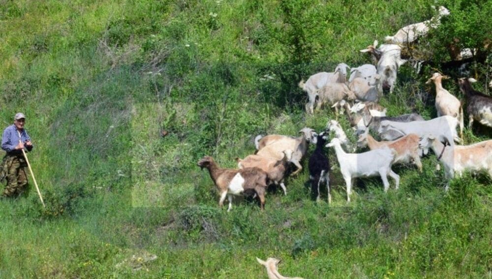 Εορδαία: Λύκος κατασπάραξε 30 πρόβατα στο Εμπόριο- Ανάστατοι οι κτηνοτρόφοι