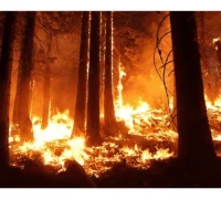 Δήμος Κοζάνης: Προληπτικά μέτρα για την αποφυγή δασικών πυρκαγιών