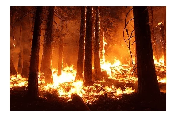 Δήμος Κοζάνης: Προληπτικά μέτρα για την αποφυγή δασικών πυρκαγιών