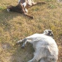 Αδέσποτα σκυλιά επιτέθηκαν σε κοπάδι από κατσίκια στην Ακρινή-Κτηνοτρόφος μετρά απώλειες