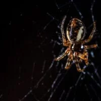Τρόμος από τσιμπήματα μαύρης αράχνης στην Ελλάδα: Κινδύνεψε βρέφος 10 μηνών