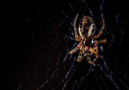 Τρόμος από τσιμπήματα μαύρης αράχνης στην Ελλάδα: Κινδύνεψε βρέφος 10 μηνών