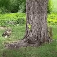 Το βίντεο της ημέρας- Σκίουρος κοροϊδεύει το γεράκι !