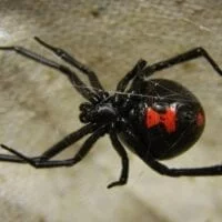 "Μαύρη χήρα": Η δραματική περιγραφή του πατέρα του βρέφους που το τσίμπησε η δηλητηριώδης αράχνη
