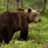 Διέφυγε το κίνδυνο ο 25χρονος από την Καστοριά που πάλεψε με αρκούδα