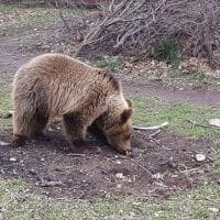 Καστοριά: Μεγάλη κινητοποίηση για μικρό αρκουδάκι