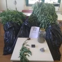 Συνελήφθησαν δύο άτομα σε περιοχή της Κοζάνης για καλλιέργεια και κατοχή ναρκωτικών ουσιών