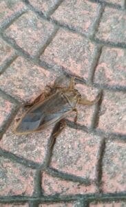 Και στην Κοζάνη το μεγάλο έντομο “λιθόκερος”