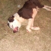 Πτολεμαΐδα: Χτυπήθηκε σκύλος από ασυνείδητο οδηγό (Δίνεται αμοιβή για όποιον δώσει πληροφορίες)