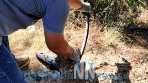 Ναύπακτος: Φίδι τυλίχθηκε γύρω από αετό - Αγρότες έσωσαν το πτηνό - ΒΙΝΤΕΟ