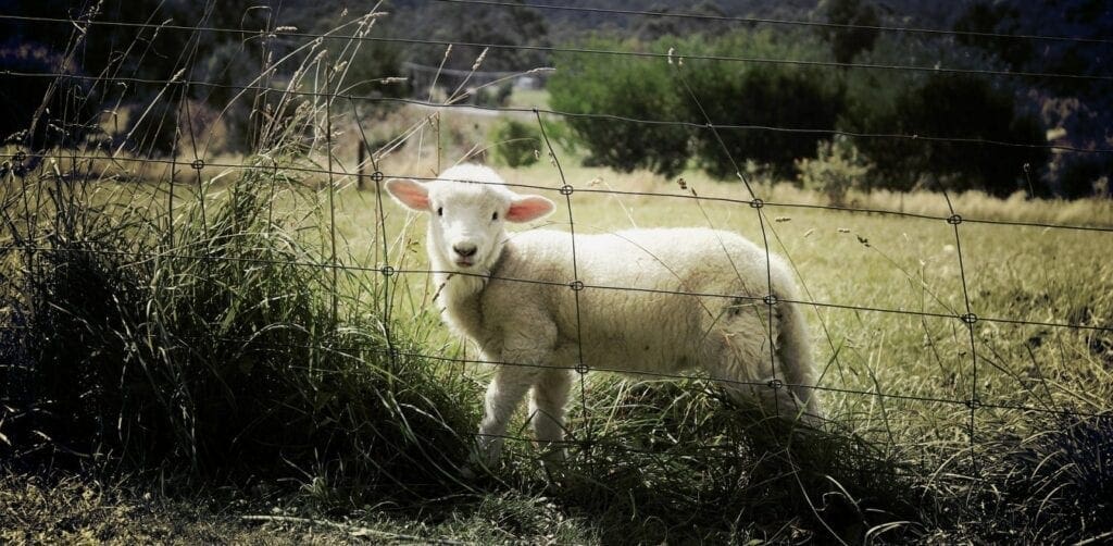 Το ακριβότερο πρόβατο του κόσμου