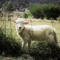 Το ακριβότερο πρόβατο του κόσμου