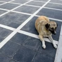Αδιανόητο περιστατικό χθες στην Θεσσαλονίκη, με θύμα έναν άνδρα ο οποίος προσπάθησε να σώσει έναν σκύλο από κακοποίηση… Όλα ξεκίνησαν όταν ένας 49χρονος έβγαλε για βόλτα τον σκύλο του, όμως κατά την διάρκεια αυτής άρχισε να το μεταχειρίζεται με όχι και τόσο σωστό τρόπο. Σήκωνε ψηλά το λουρί του, κάτι που είδε ένας περαστικός και του έκανε παρατήρηση. Το αφεντικό του σκύλου όμως δεν το πήρε και τόσο ψύχραιμα… Επέστρεψε στο σπίτι του, άφησε τον σκύλο, πήρε ένα σουβλί και επέστρεψε για να επιτεθεί στον περαστικό τον οποίο και τραυμάτισε, με αποτέλεσμα να χρειαστεί να μεταφερθεί στο Ιπποκράτειο. Όπως αναφέρει το site +plus, η αστυνομία δεν άργησε να επέμβει και να συλλάβει τον δράστη.