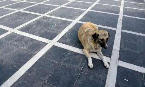 Αδιανόητο περιστατικό χθες στην Θεσσαλονίκη, με θύμα έναν άνδρα ο οποίος προσπάθησε να σώσει έναν σκύλο από κακοποίηση… Όλα ξεκίνησαν όταν ένας 49χρονος έβγαλε για βόλτα τον σκύλο του, όμως κατά την διάρκεια αυτής άρχισε να το μεταχειρίζεται με όχι και τόσο σωστό τρόπο. Σήκωνε ψηλά το λουρί του, κάτι που είδε ένας περαστικός και του έκανε παρατήρηση. Το αφεντικό του σκύλου όμως δεν το πήρε και τόσο ψύχραιμα… Επέστρεψε στο σπίτι του, άφησε τον σκύλο, πήρε ένα σουβλί και επέστρεψε για να επιτεθεί στον περαστικό τον οποίο και τραυμάτισε, με αποτέλεσμα να χρειαστεί να μεταφερθεί στο Ιπποκράτειο. Όπως αναφέρει το site +plus, η αστυνομία δεν άργησε να επέμβει και να συλλάβει τον δράστη.