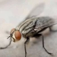 Ανατίναξε το σπίτι του στην προσπάθειά του να… σκοτώσει μια μύγα (βίντεο)