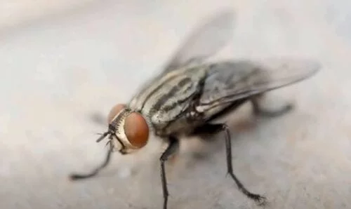 Ανατίναξε το σπίτι του στην προσπάθειά του να… σκοτώσει μια μύγα (βίντεο)