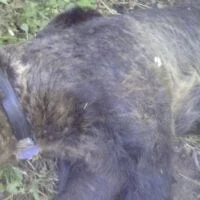 Φλώρινα: Κινητοποίηση για μεγαλόσωμη αρκούδα που παγιδεύτηκε σε παράνομη θηλιά για αγριογούρουνα