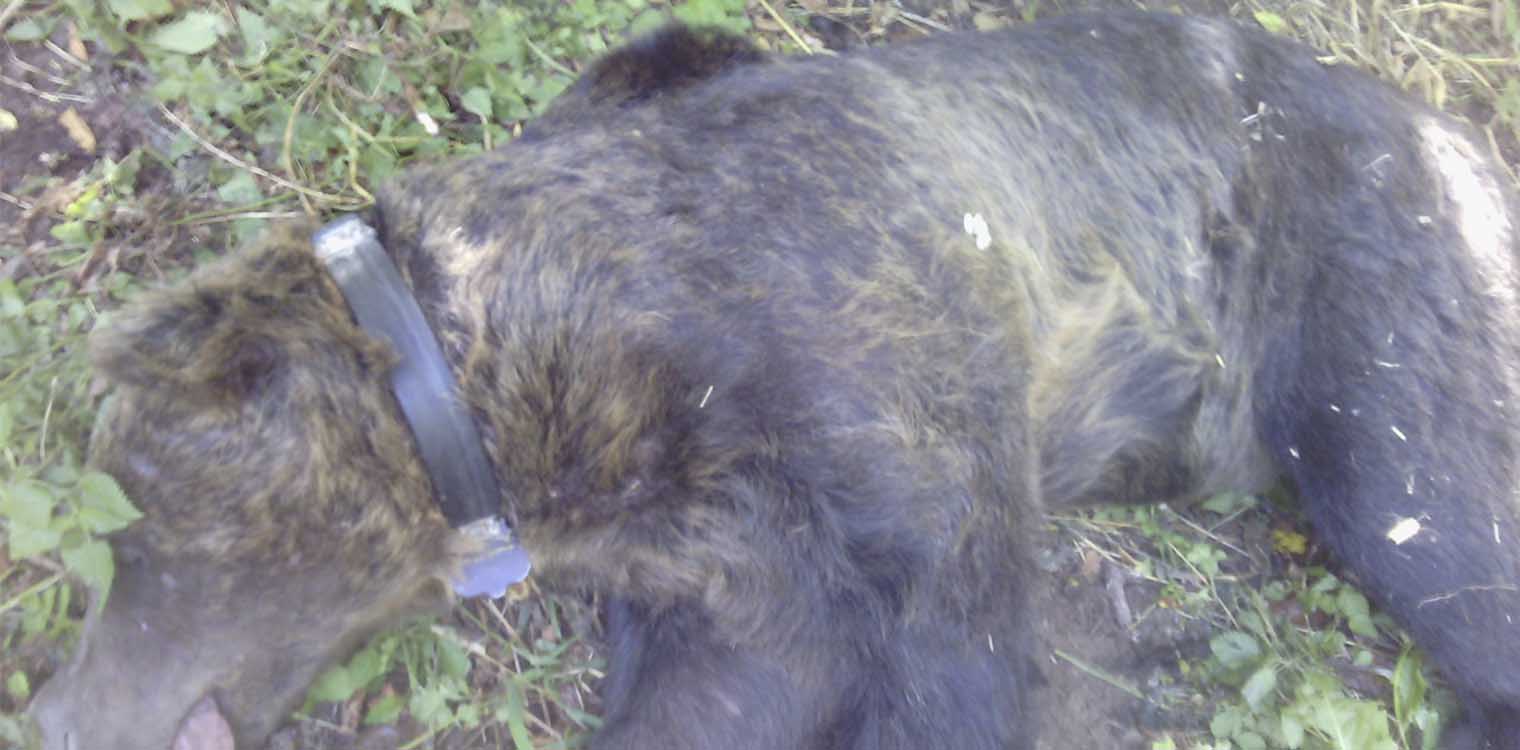 Φλώρινα: Κινητοποίηση για μεγαλόσωμη αρκούδα που παγιδεύτηκε σε παράνομη θηλιά για αγριογούρουνα