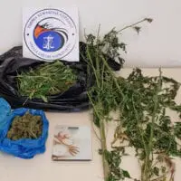 Συνελήφθη 55χρονος σε περιοχή της Κοζάνης για καλλιέργεια δενδρυλλίων κάνναβης και κατοχή ναρκωτικών