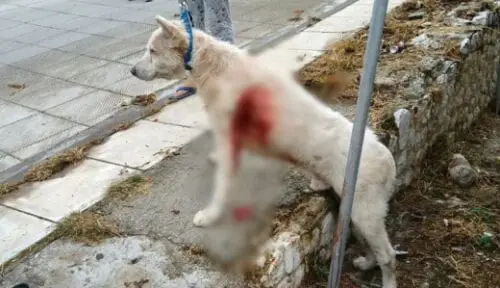 Κακοποίηση σκύλου: Καθηγητής τον μαχαίρωσε στη μέση μέση του δρόμου